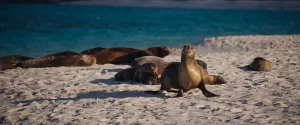 Sea lions at the seashore in Galapagos Islands