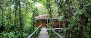 A wooden pathway leading to a secluded eco-lodge surrounded by lush Amazon rainforest vegetation