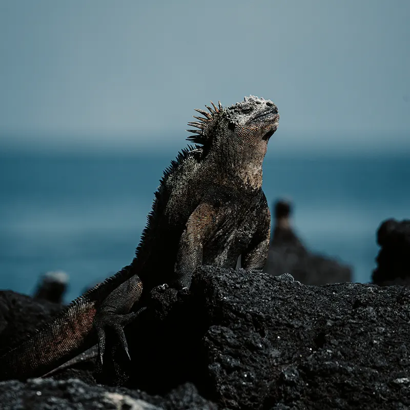 Galapagos luxury cruise