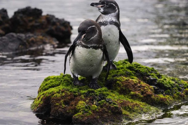 Ecoventura Galapagos conservation cruise
